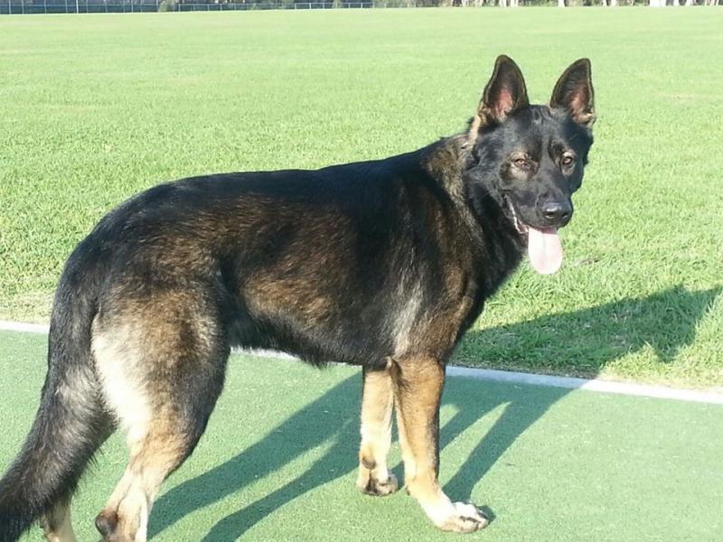 Chief, very strong, sable male, work or sport suited, Sire for 2014. 